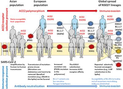 Possible contribution of rare alleles of human ACE2 in the emergence of SARS-CoV-2 variants escaping the immune response